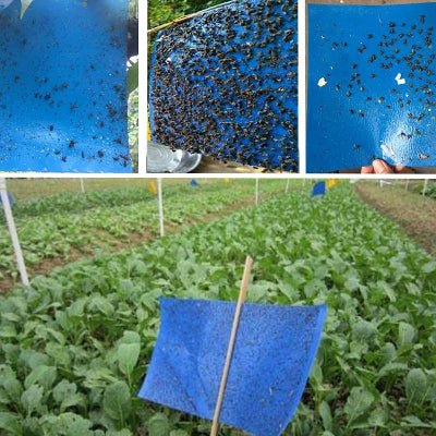 Piège à Mouches - InsectCatch™ - Bleu